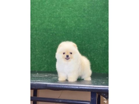 Pomeranian bebekleri