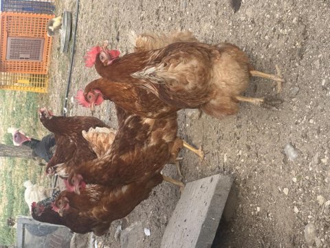 Genç yumurtlar durumda atkas lohman köy tavukları