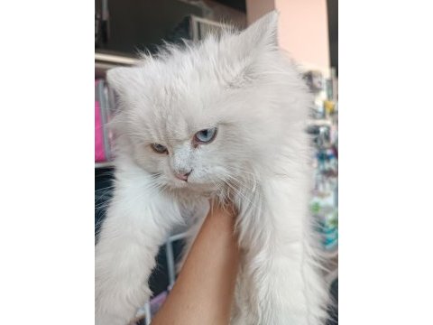 British longhair