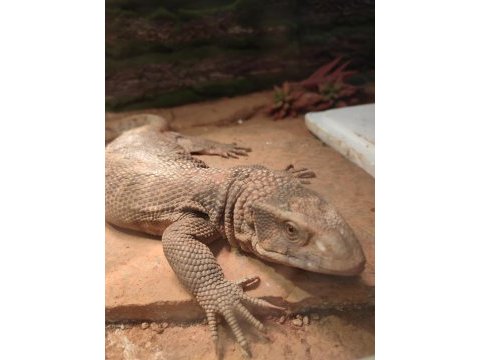 Varanus exanthrmaticus