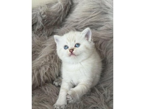 Şecereli babanın kaliteli british longhair yavruları