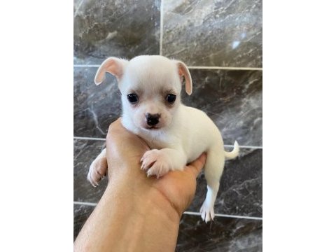 Orjinal elma kafa minyatür şivava köpekler