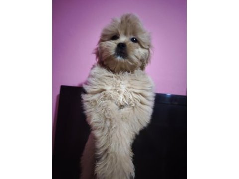 Yavru köpeklerimiz