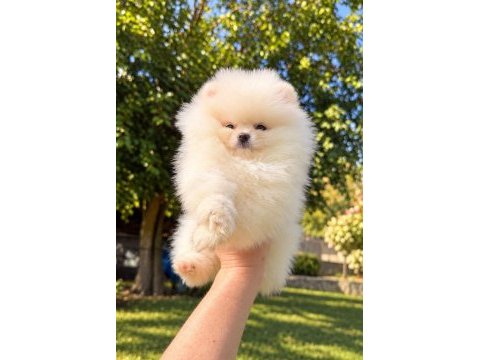 Pomeranian boo dişi erkek yavrularımız