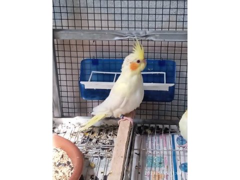Lutino sultan papağanı yavruları