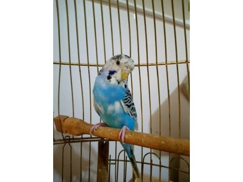 Muhabbet kuşlar