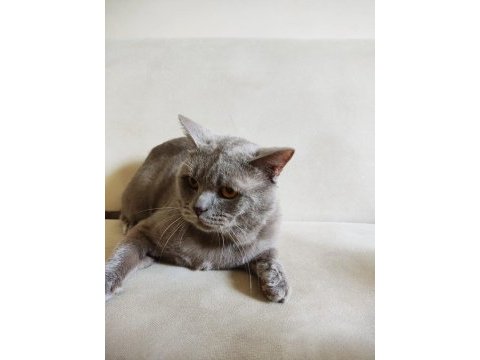 2 yaşında tatlı british shorthair
