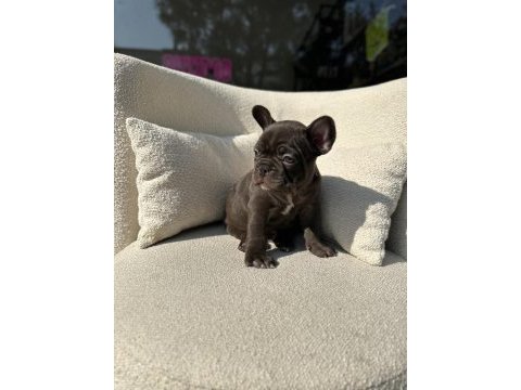 Kimler çikolata seviyor nadir renk olan choco french