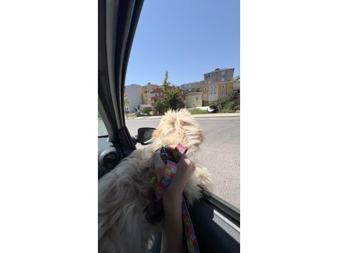 Maltipoo ateş yeni ailesini arıyor