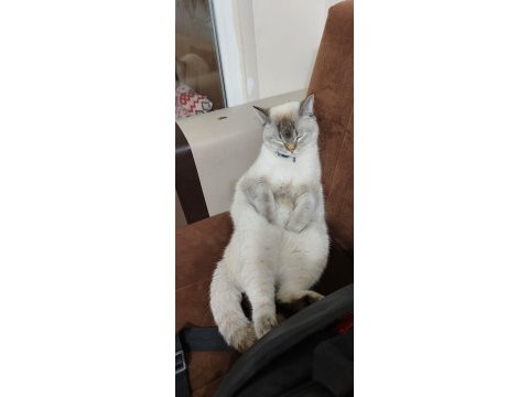 British shorthair kedimiz sahiplendirilecektir