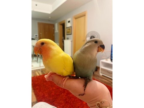 Kendi sevda papağanı yavrularımız