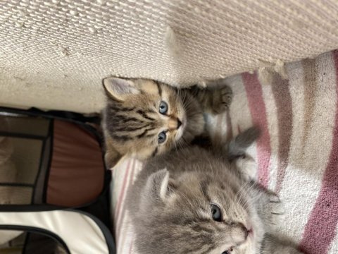 Brisith shorthair & brisith fold