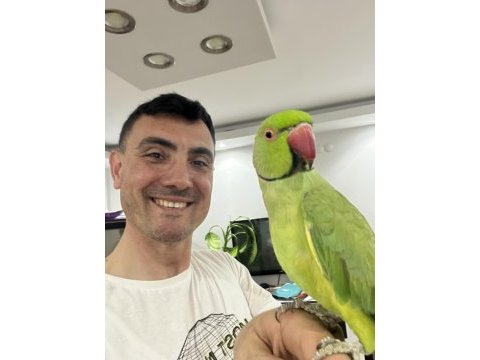 Ful evcil pakistan papağanı