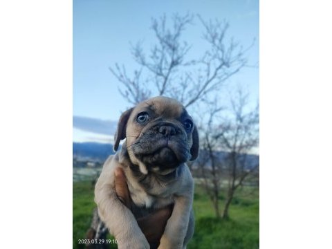 Blue fawn sable dünyalar güzeli french bulldog