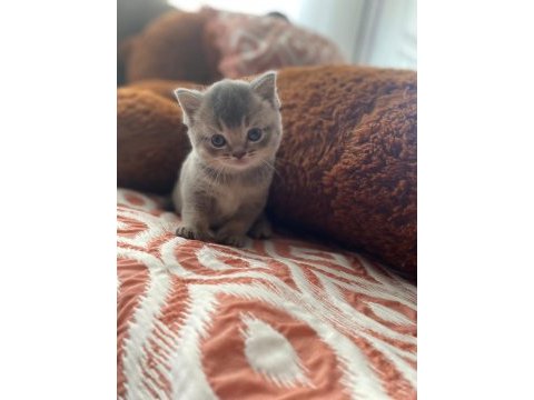 3 adet british shorthair kızlarımız yeni yuvalarını arıyor