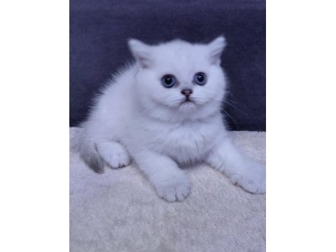 Dünya güzelli bebek kediler