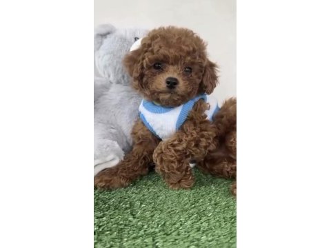 Toy poodle köpekleri