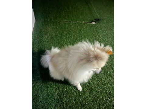 Pomeranian boo 1 yaşında erkek
