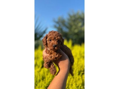 Kaliteli poodle bebişlerimiz