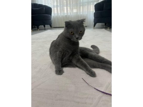 Scottish fold kızıma eş arıyorum