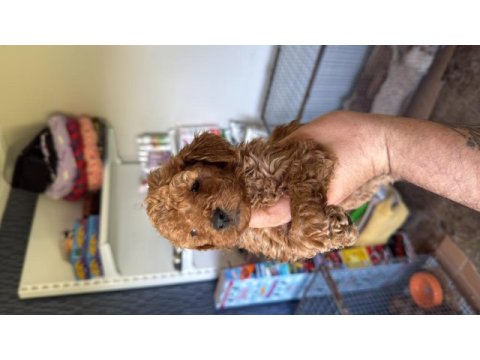 Ruhsatlı köpek çiftliğinden toy poodle yavrular