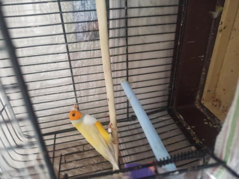 Golden finch erkek