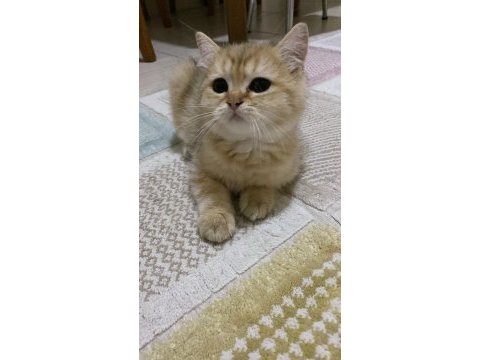 British shorthair 2,5 yaşında