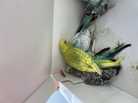 Uyguna verilecek muhabbet kuşlarımız