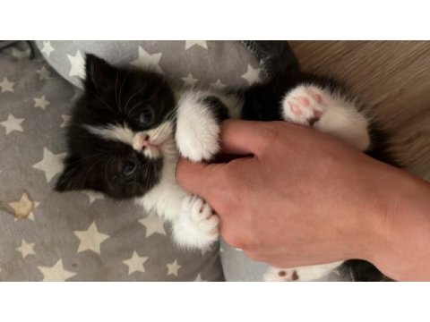 Yavru kedi ordu