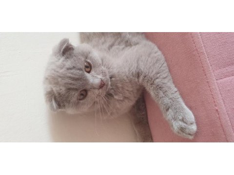Yavru scottish fold kedisi