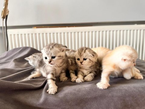 Scottish fold ve british shorthair gold ve silver yavrular
