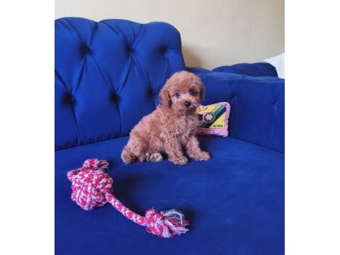 Toy poodle erkek güzeli