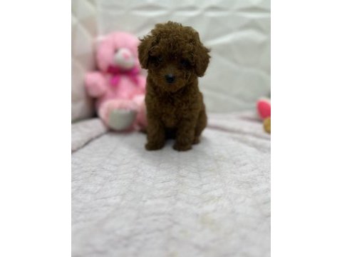 Ev üretimi wc eğitimli orjinal toy poodle