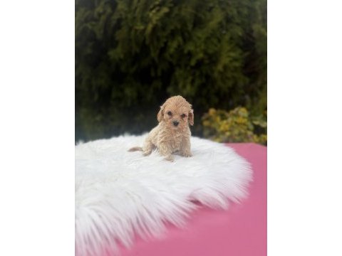 Maltipoo yavrularımız