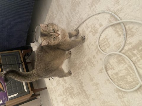 British shorthair kedimiz