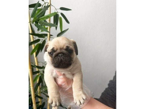 Pug mops üst kalite yavrular