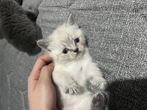 Lilac british shorthair
