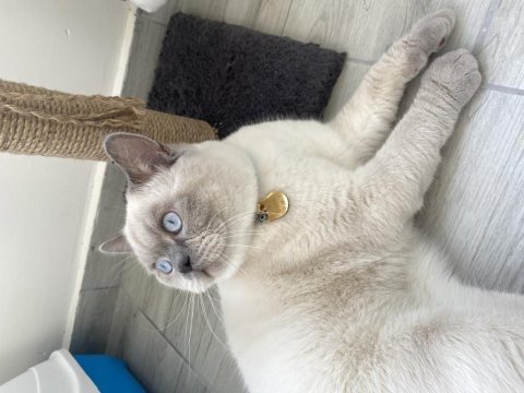Kendi british shorthair kedim
