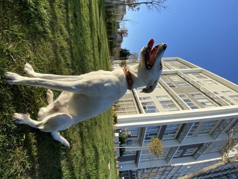 Köpeğimiz thor yuva arıyor