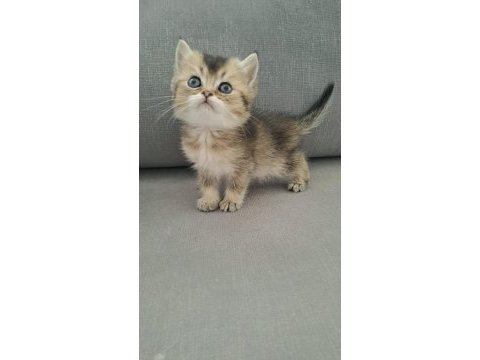 British shorthair erkek