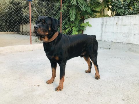 5 yaşındaki rottweiler oğlumuza dişi eş arıyoruz!