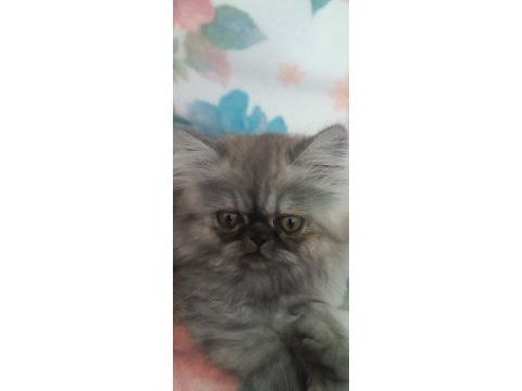 2.5 aylık iran persian erkek oyuncu yavrumuz