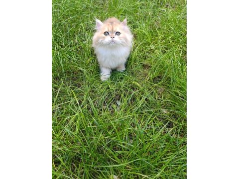 Güzel tıp golden british longhair yavrumuz