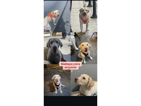 Labrador köpeğimiz sahiplendirilecektir