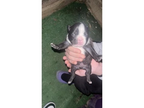 45 günlük erkek french bulldog