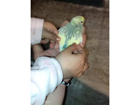 Ev üretimi yavru muhabbet kuşları