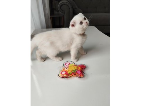 Exotic shorthair dişi yavrumuz trakya geneli sahiplendirme