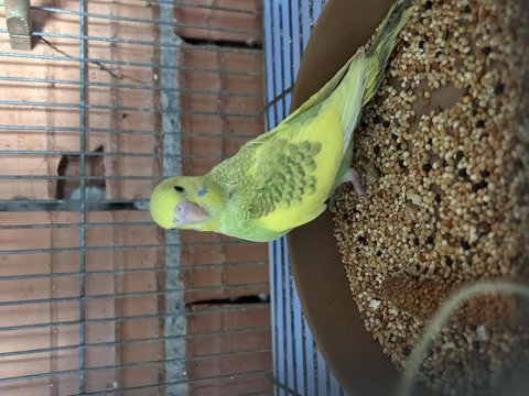 Yeni yeme düşmüş yavru muhabbet kuşları