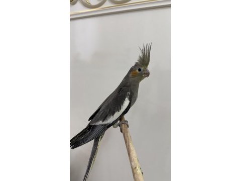 Sultan papağanı sahiplendirilecektir