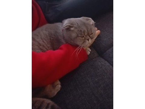 Çok tatlı uygun puana dişi scottish fold
